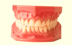tooth model tooth model