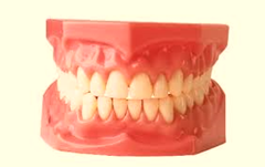 tooth model